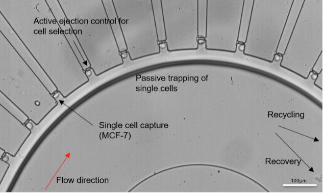 微流控单细胞分离装置