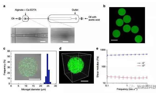 微流控技术开发微型弹性球，可用于癌症诊断