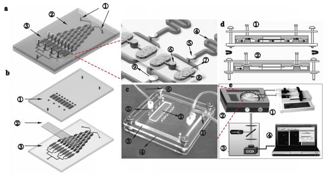 图2海洋微藻培养及毒性筛选微流控芯片示意图及实物图