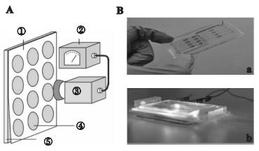 图3微藻叶绿素荧光检测芯片