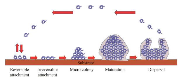 图1生物被膜形成过程示意图