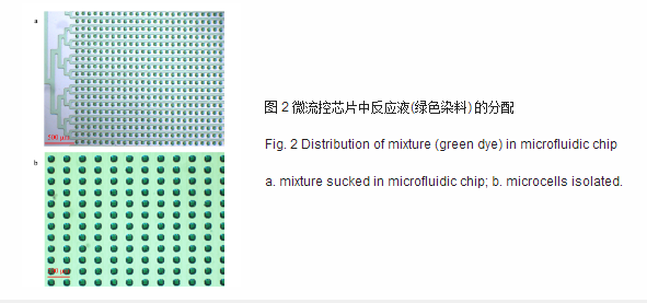 微流控芯片中反应液绿色染料的分配 微流控芯片中反应液绿色染料的分配