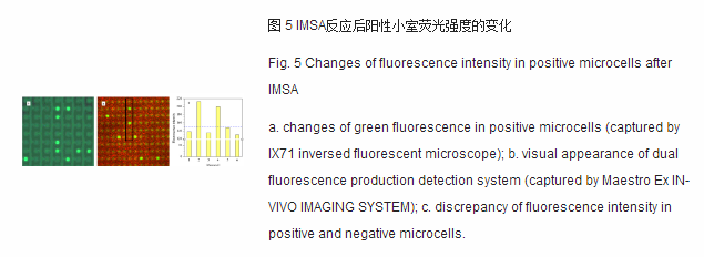 imsa反应后阳性下室荧光强度的变化 imsa反应后阳性下室荧光强度的变化