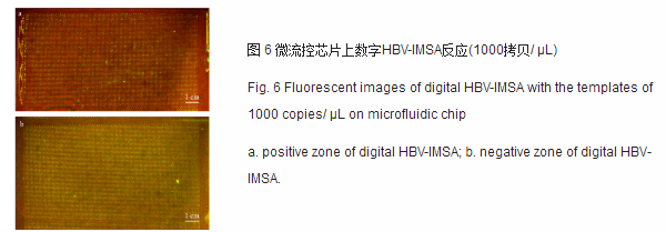 微流控芯片上数字HBV-IMSA反应 微流控芯片上数字HBV-IMSA反应