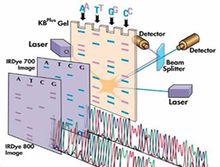 聚合酶链式反应