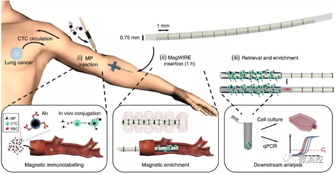 标记、捕获、洗脱培养、分析，完美！