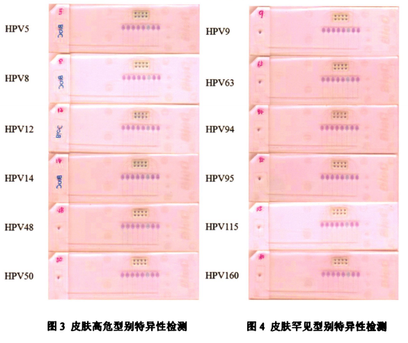 图2皮肤低危型别中3小组组内特异性检测