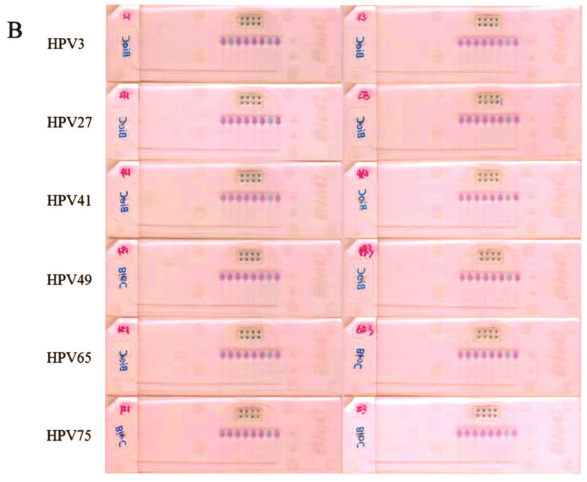 图5皮肤低危型别中3小组组问特异性检测