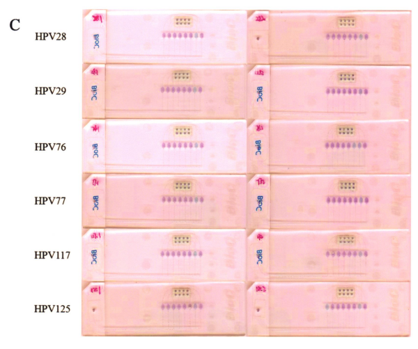 图5皮肤低危型别中3小组组问特异性检测