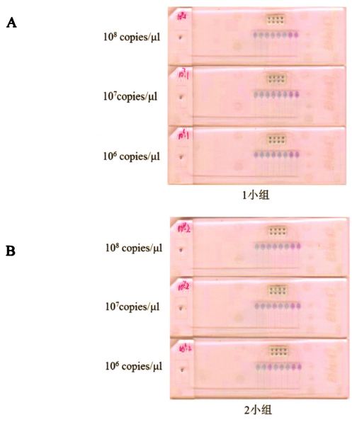 图6皮肤低危型别组3个小组I-IPV型别灵t性检舅