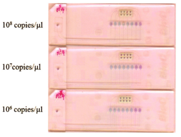 图7皮肤高危型别组HPV型别灵敏性检测