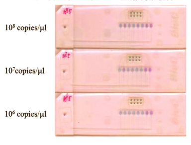 图8皮肤罕见型别组I-IPV型别灵敏性检测