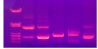 荧光探针的qPCR特异性