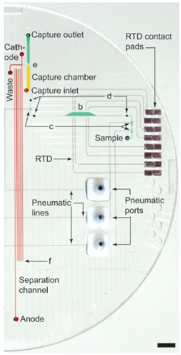 样品纯化和芯片电泳