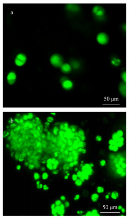 细胞荧光染色图