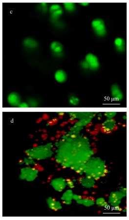 细胞荧光染色图