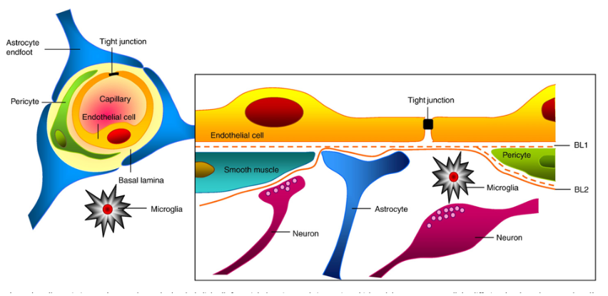 图1.神经血管单元的图示