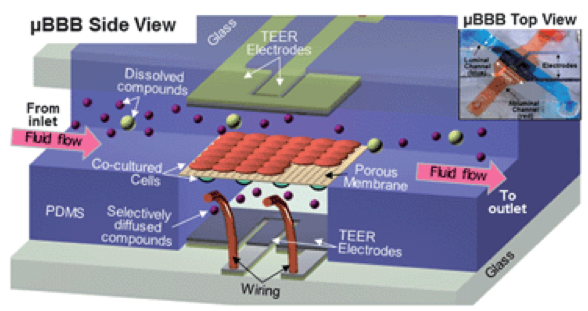 图2. Booth等人开发的BBB-on-chip示意图和图片。（转载自Booth等人）
