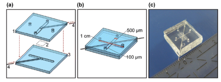 图3.芯片层（a）和组装芯片（b）的示意图，以及Griep等人开发的片上BBB的图片。（转载自Griep等人）