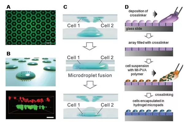 基于液滴微阵列的水凝胶阵列用于细胞培养