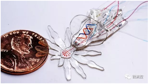 哈佛团队受孔雀蜘蛛启发，研发微流体系统驱动的小型软体机器人