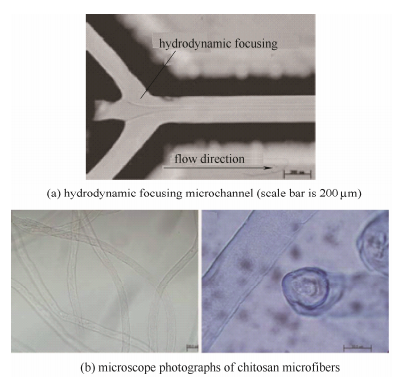 微通道和壳聚糖纤维的显微照片