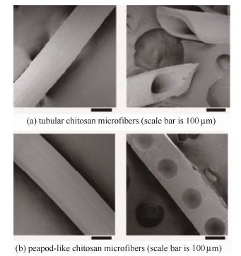 壳聚糖纤维SEM照片