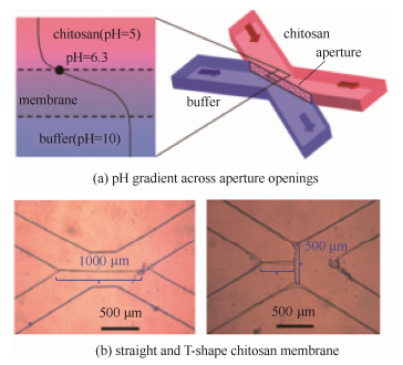 壳聚糖膜的形成