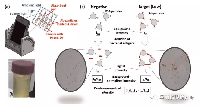图1. 基于智能手机的纸基微流控检测大肠杆菌和淋球菌的示意图