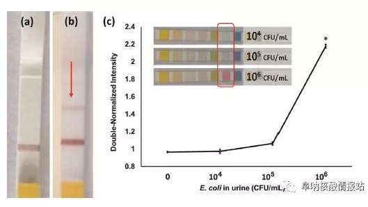 图3. LFA检测N.gonorrhoeae示意图