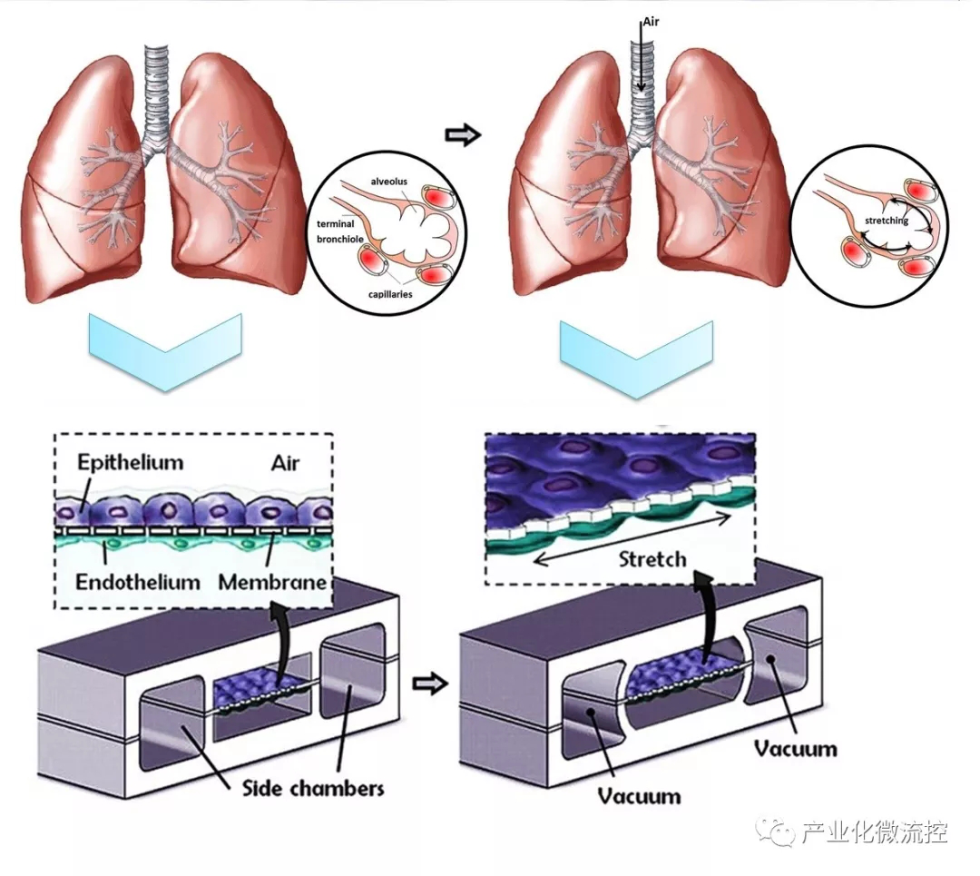 肺芯片装置及功能示意图