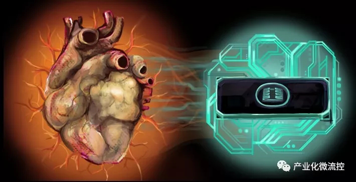 器官芯片介绍三