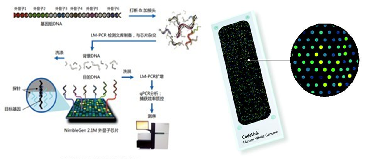 生物微芯片技术:微流控生物基因DNA芯片 生物微芯片技术:微流控生物基因DNA芯片
