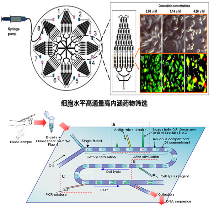 微流控生物芯片在疾病诊断和药物研究的应用 微流控生物芯片在疾病诊断和药物研究的应用