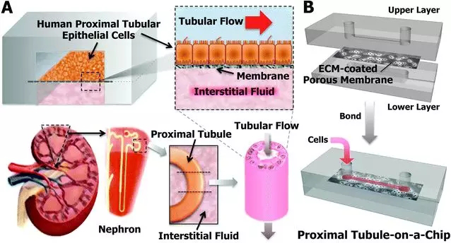 图1 PDMS仿生肾小管示意图