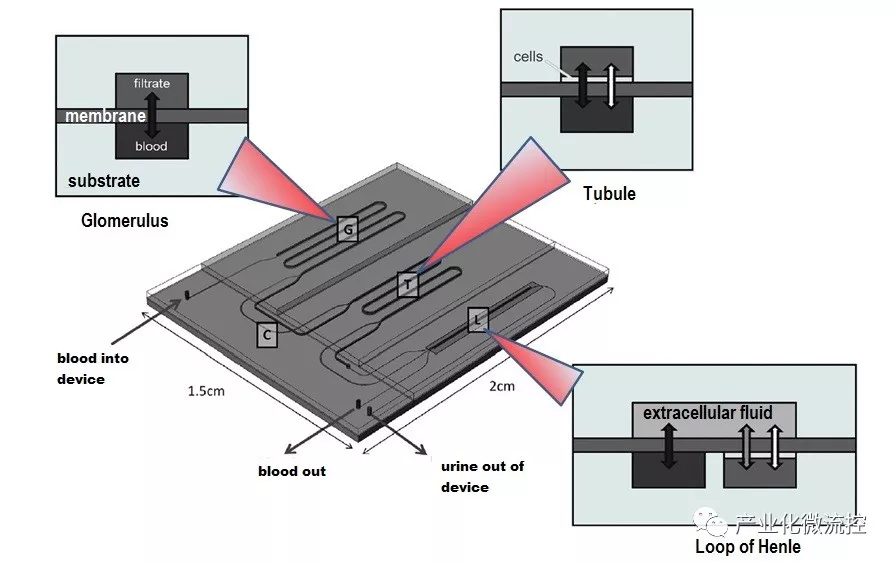  具有三个功能单元横截面的微流控芯片装置的示意图