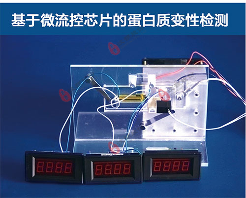 基于微流控芯片的蛋白质变性检测