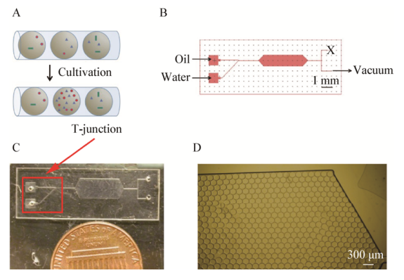 图1用于共培养的微流体装置