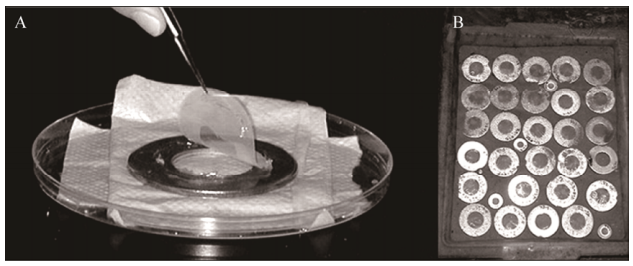 图2扩散生长盒原位培养环境微生物示意图