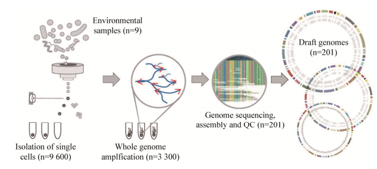 图4单细胞测序工作流程