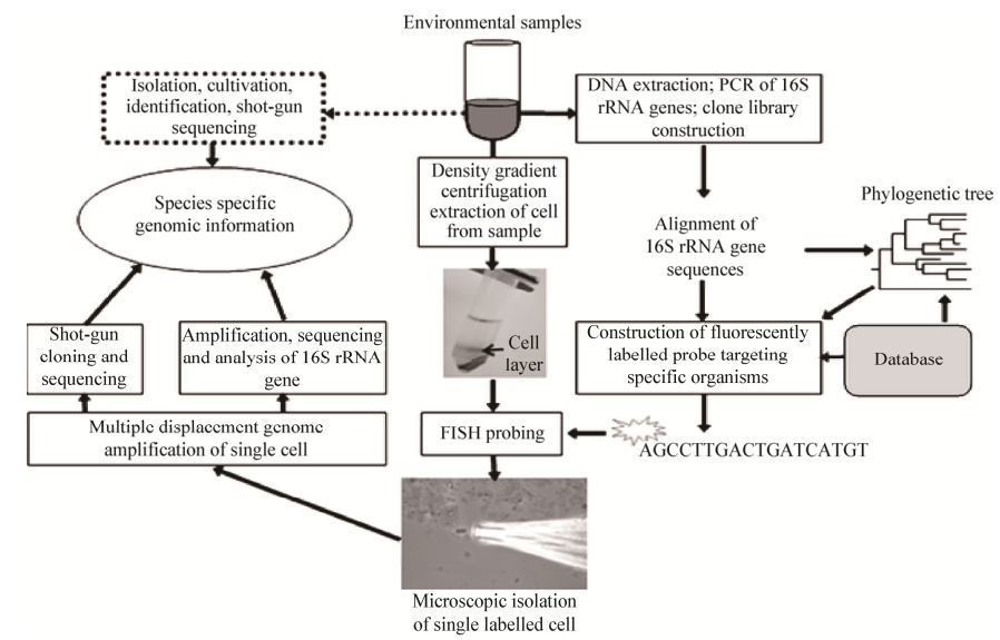 图5利用荧光原位杂交进行单细胞分离和扩增的原理图
