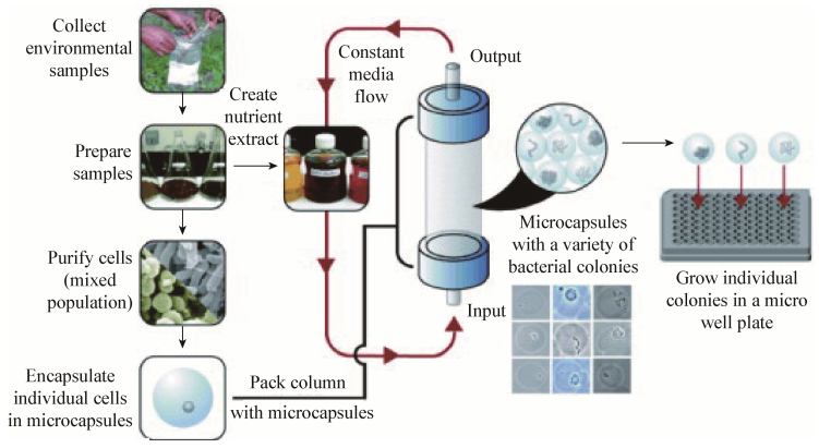 图7基于单细胞包埋在凝胶微滴板中的高通量培养方法流程图