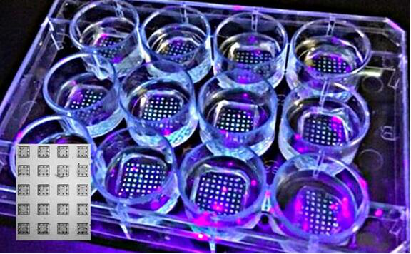 拥有多个微阵列的实验室器皿。插图：肺微组织阵列的细节，每个方块的尺寸为1x1毫米