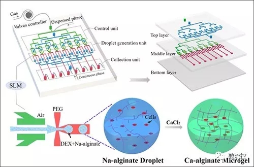微流控技术制备双水相生物微载体