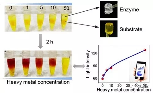 可视化重金属离子总毒性评估