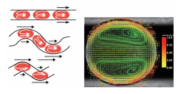 图3微通道中嵌段流液滴内部的涡流矢量图
