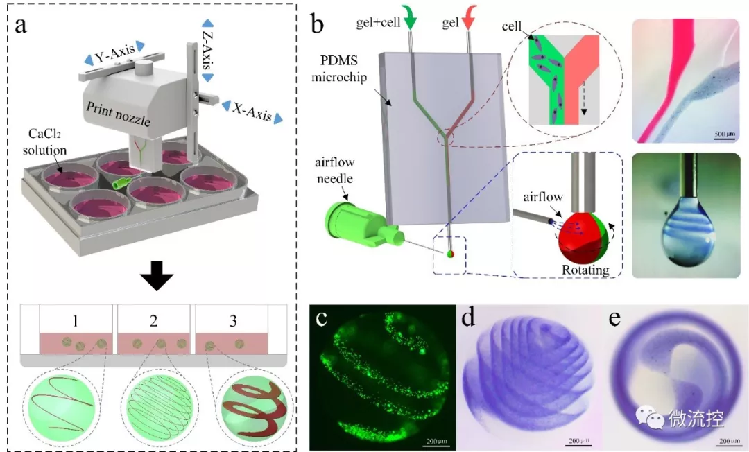 图 1. 气流辅助异质螺旋微球类器官的成型工艺