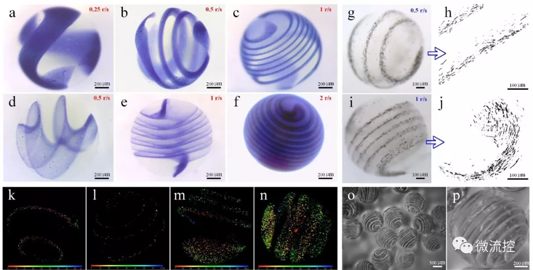 图 1. 气流辅助异质螺旋微球类器官的成型工艺