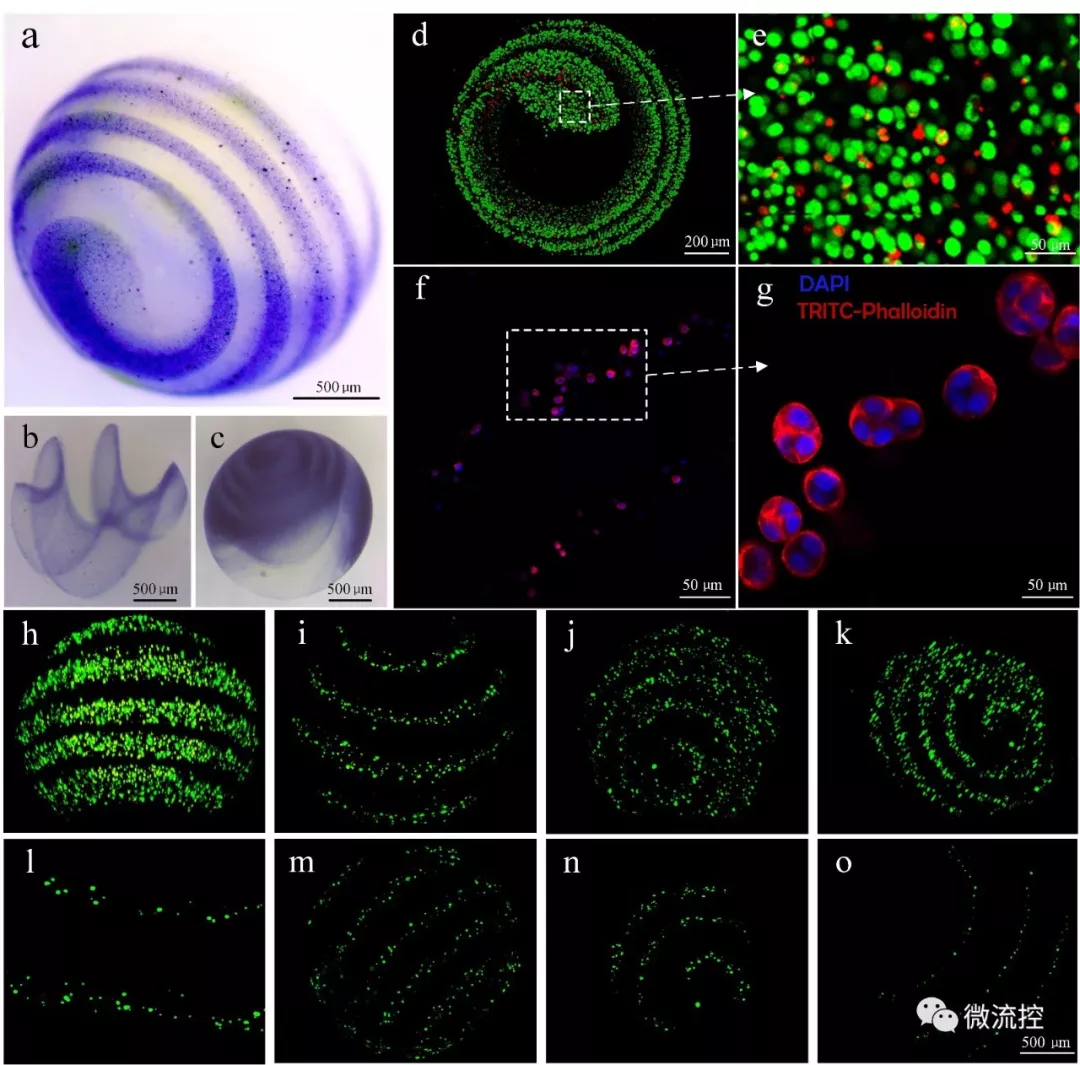 图 2. 小鼠成纤维细胞(L929)在螺旋凝胶微球内的包裹和增殖