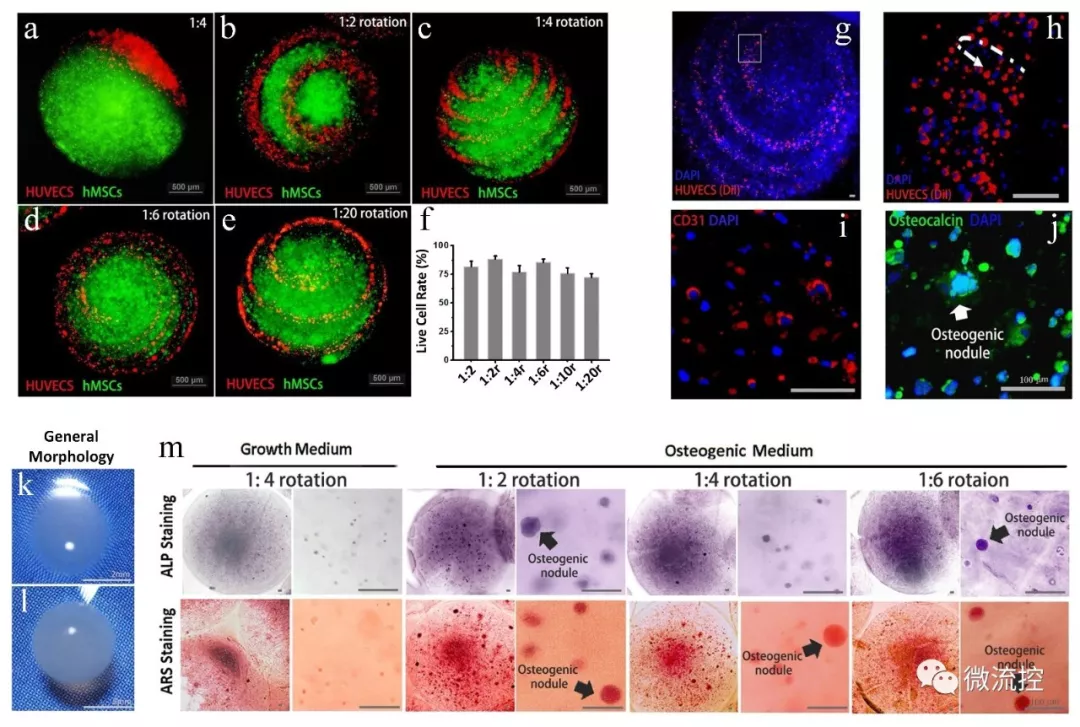 图 3.基于人体内皮细胞和骨髓间充质干细胞的共培养模型实现体外类器官的制造